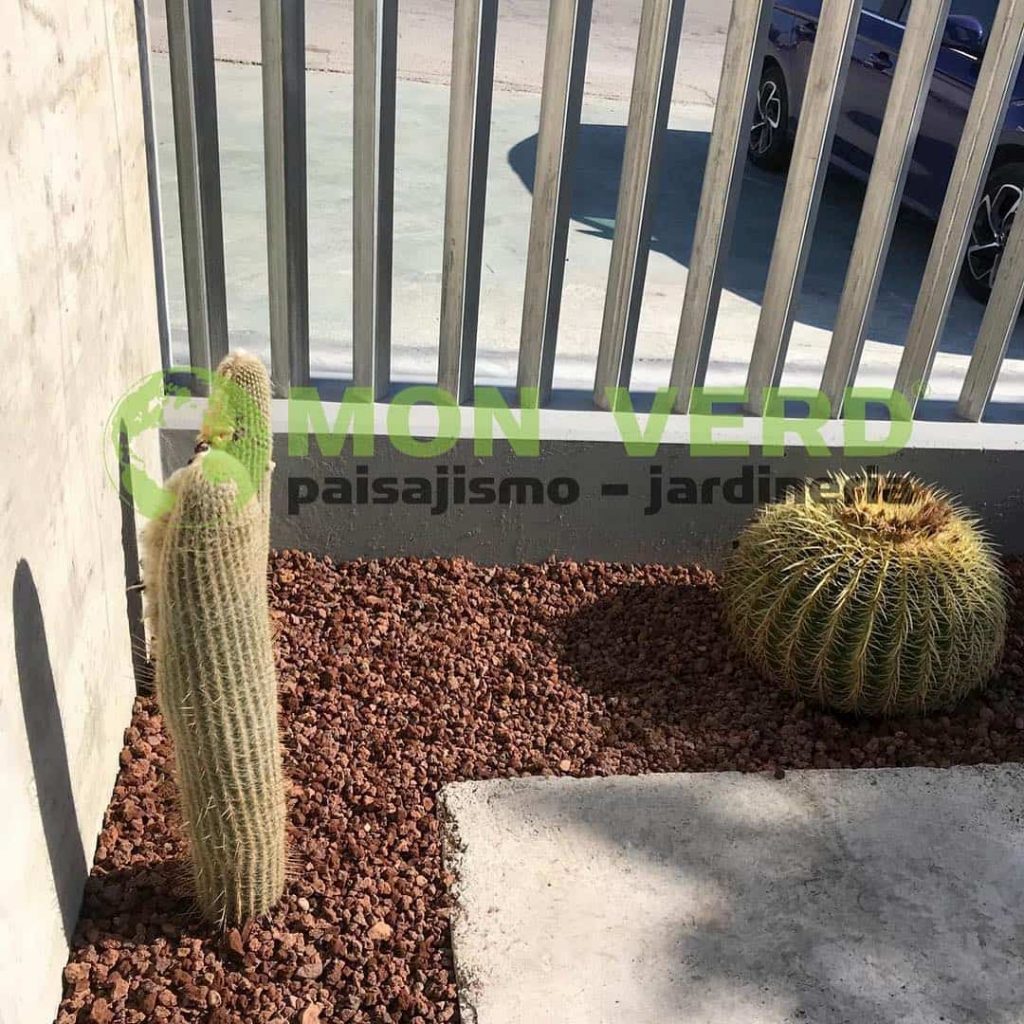 cactus hibernan